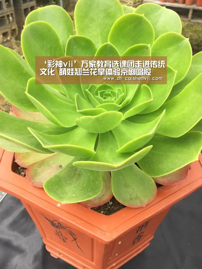 彩神vii